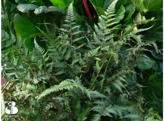 Athyrium niponicum  var. pictum   'Ursula's Red'